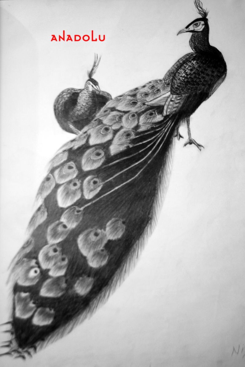 Tavuskuşu Çizimleri Bursa